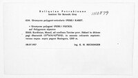 Uromyces polygoni-avicularis image